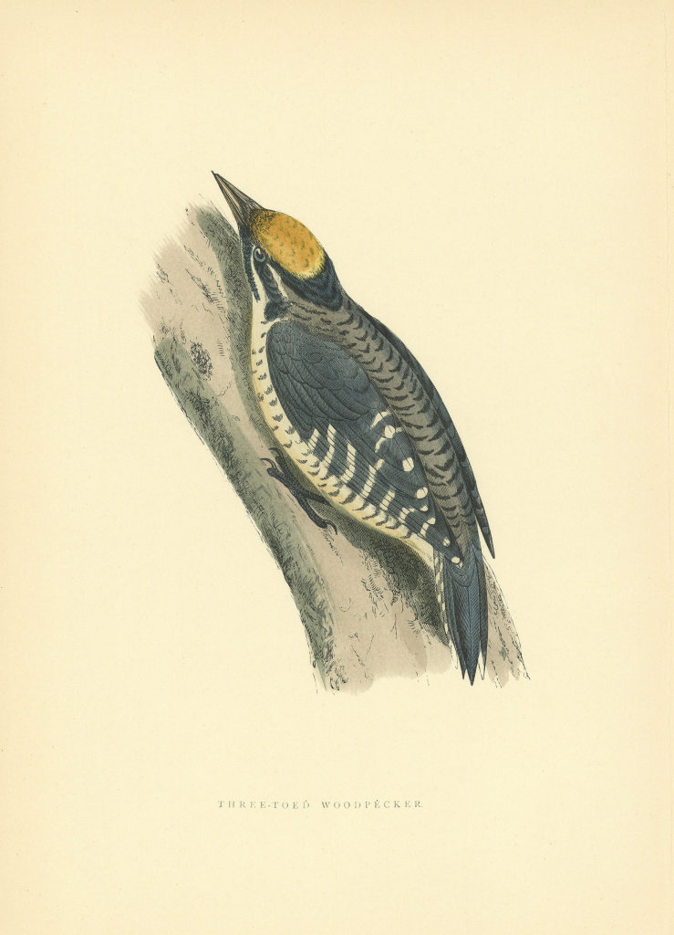 Three-toed Woodpecker. Morris's British Birds. Antique colour print 1903