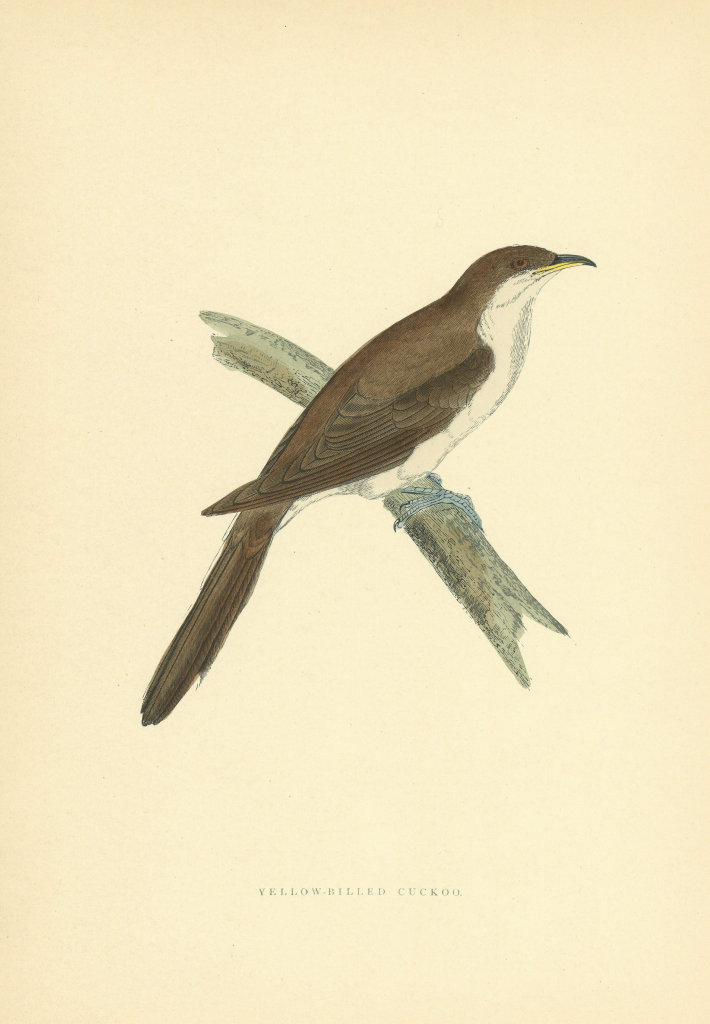 Yellow-billed Cuckoo. Morris's British Birds. Antique colour print 1903
