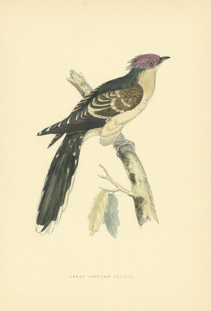Great Spotted Cuckoo. Morris's British Birds. Antique colour print 1903