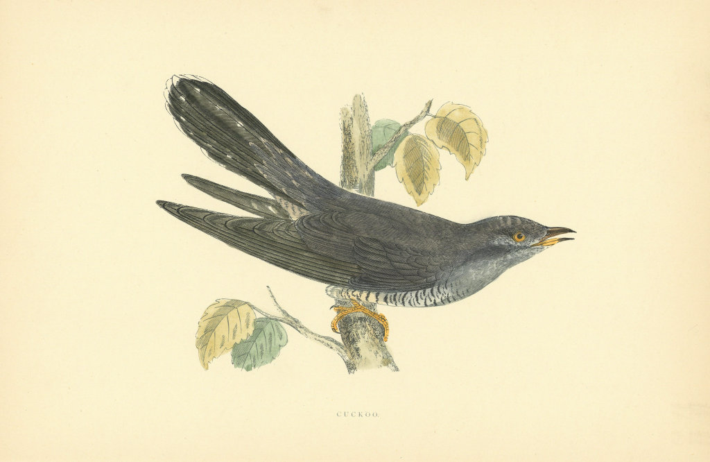 Cuckoo. Morris's British Birds. Antique colour print 1903 old