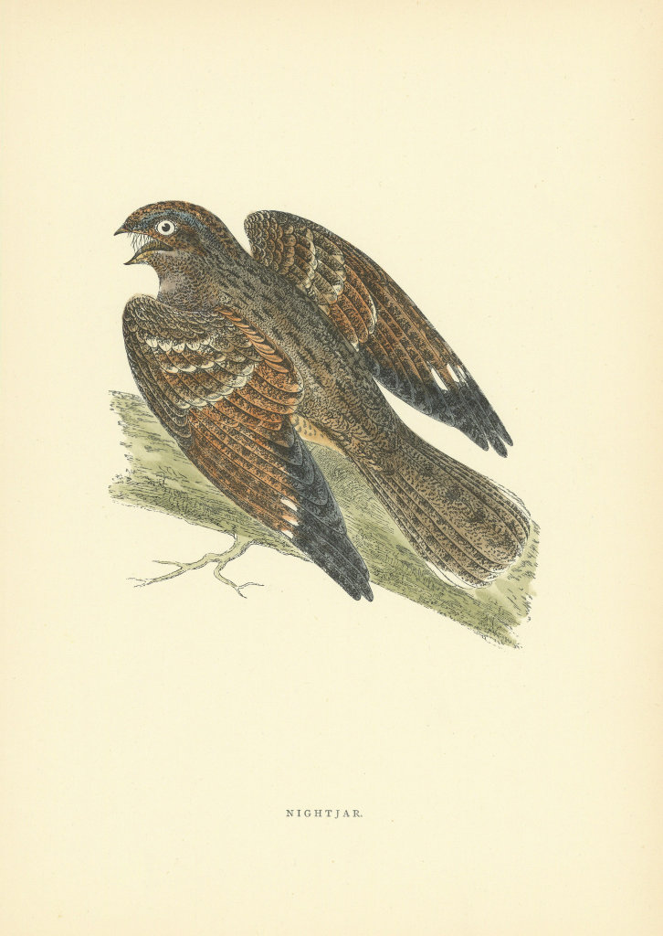 Nightjar. Morris's British Birds. Antique colour print 1903 old