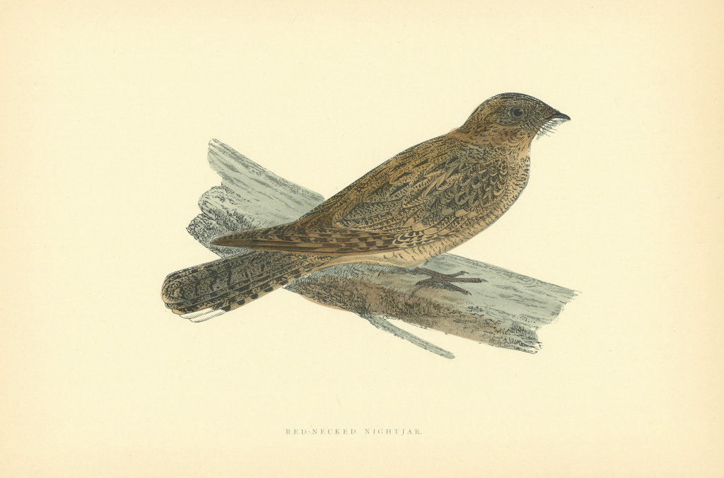 Red-Necked Nightjar. Morris's British Birds. Antique colour print 1903