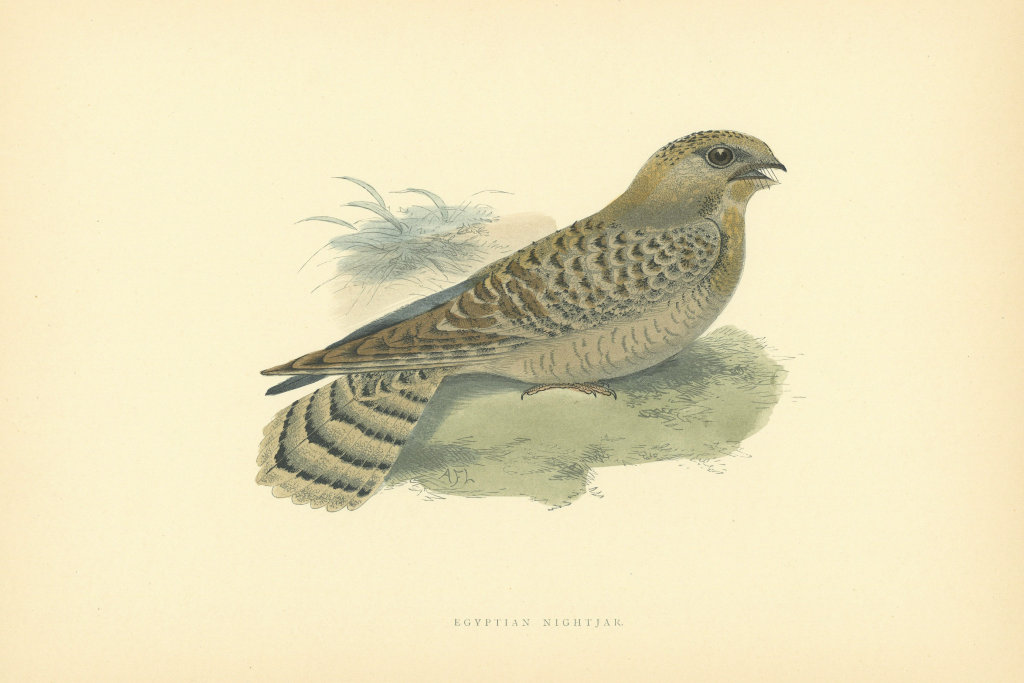 Egyptian Nightjar. Morris's British Birds. Antique colour print 1903 old