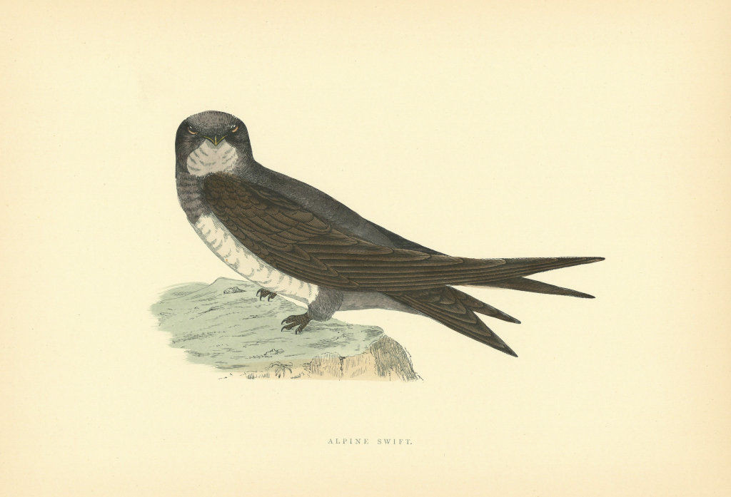 Alpine Swift. Morris's British Birds. Antique colour print 1903 old