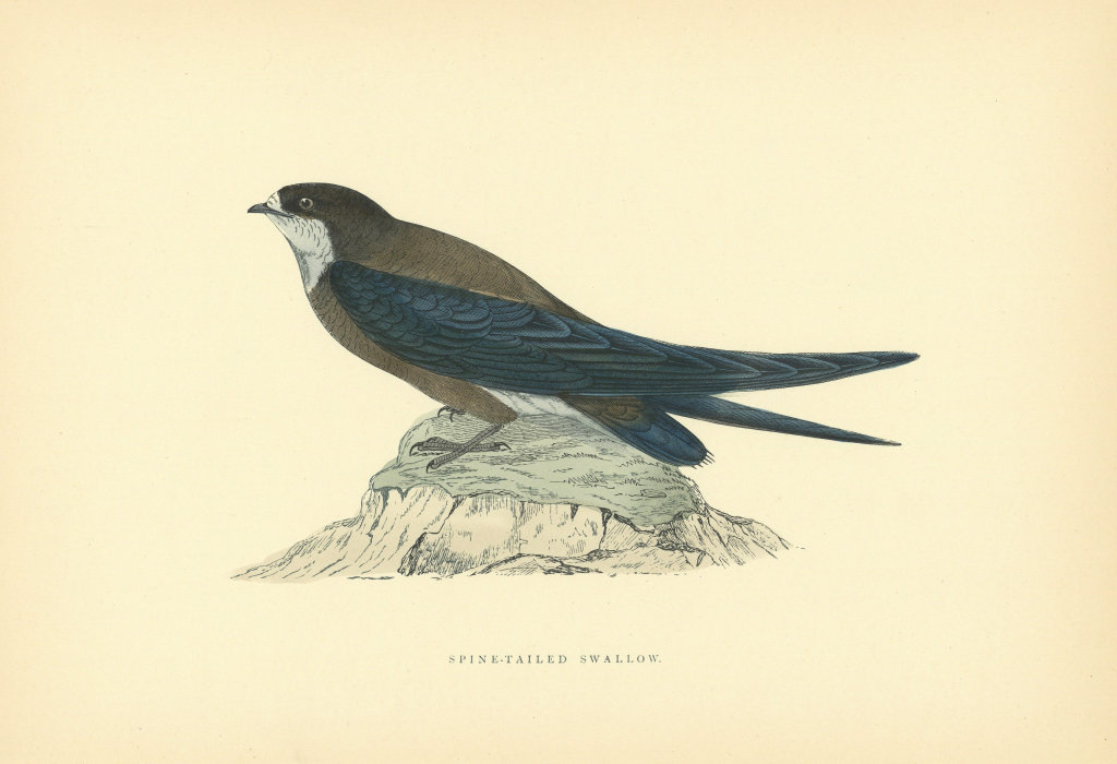 Spine-tailed Swallow. Morris's British Birds. Antique colour print 1903