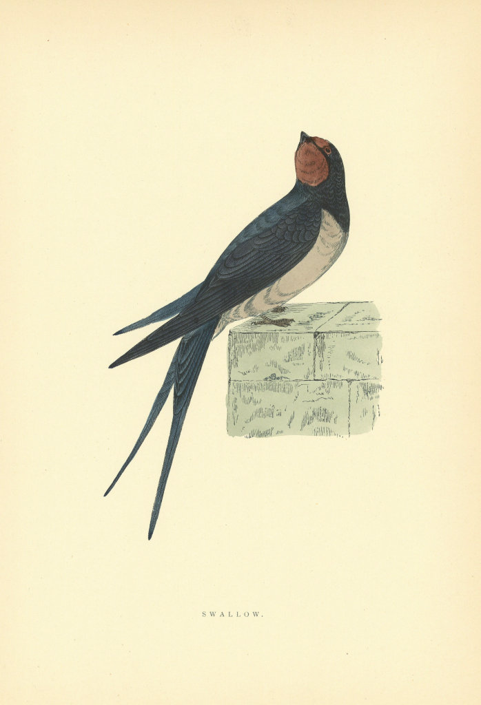 Swallow. Morris's British Birds. Antique colour print 1903 old