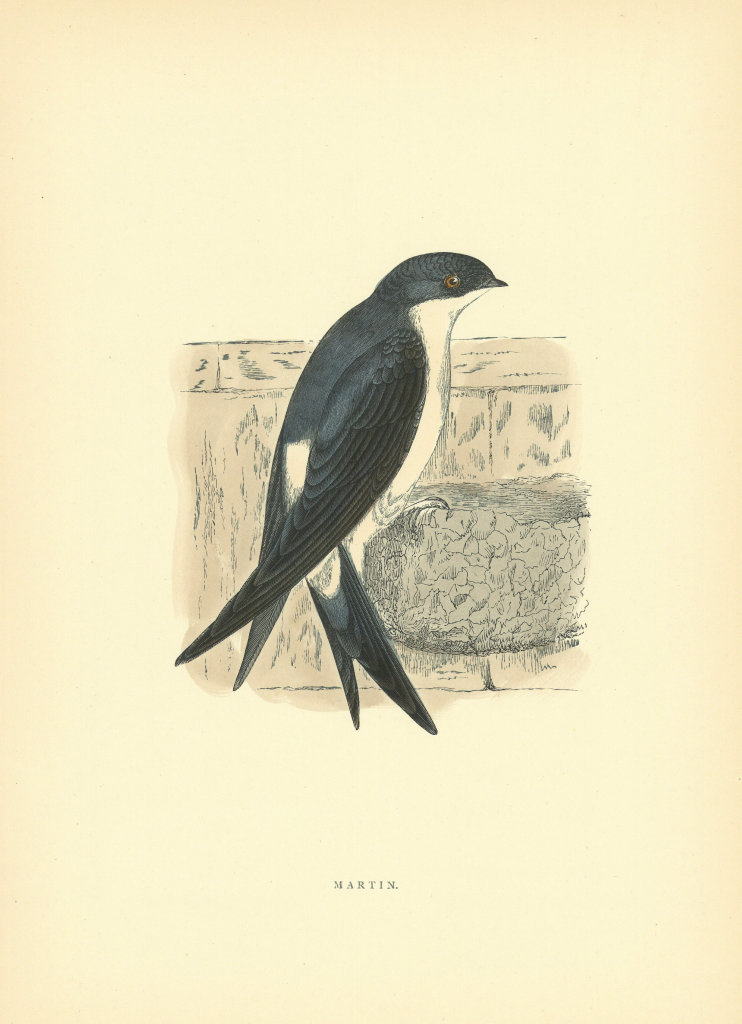 Martin. Morris's British Birds. Antique colour print 1903 old