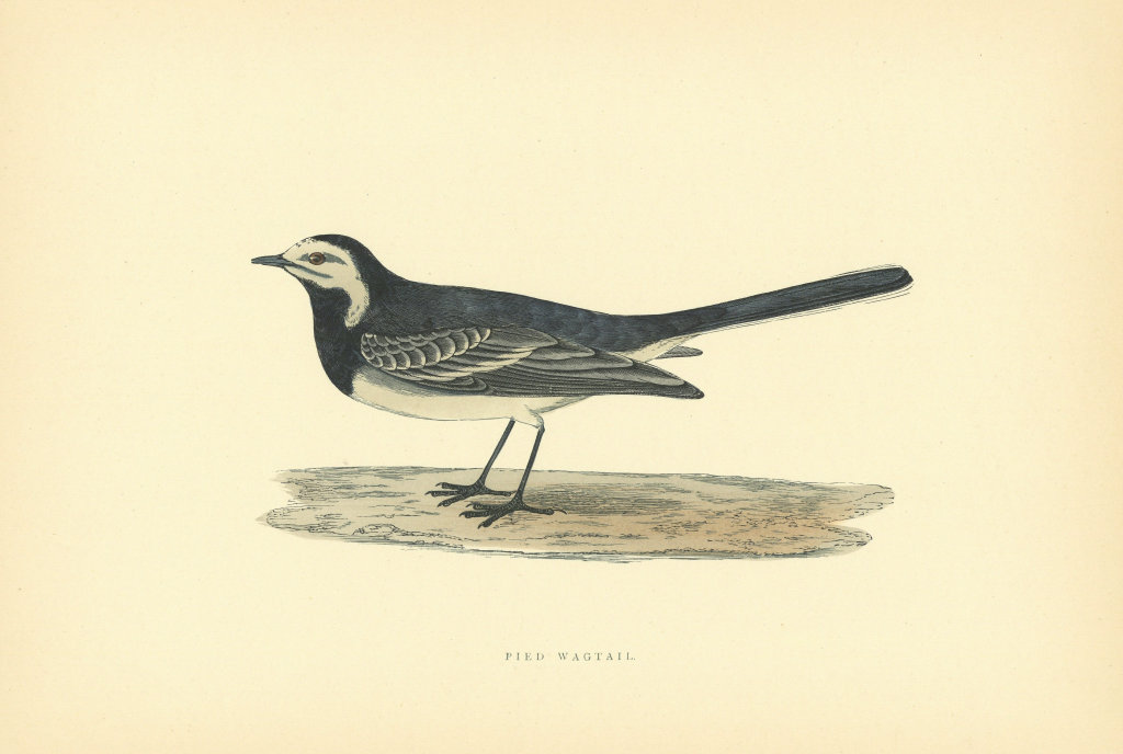 Pied Wagtail. Morris's British Birds. Antique colour print 1903 old