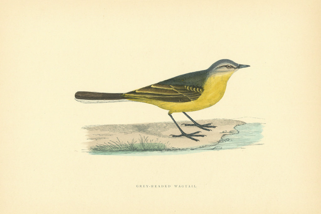 Grey-Headed Wagtail. Morris's British Birds. Antique colour print 1903