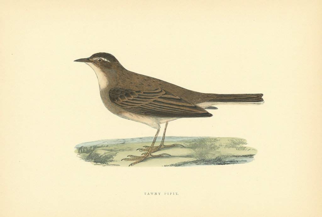 Tawny Pipit. Morris's British Birds. Antique colour print 1903 old