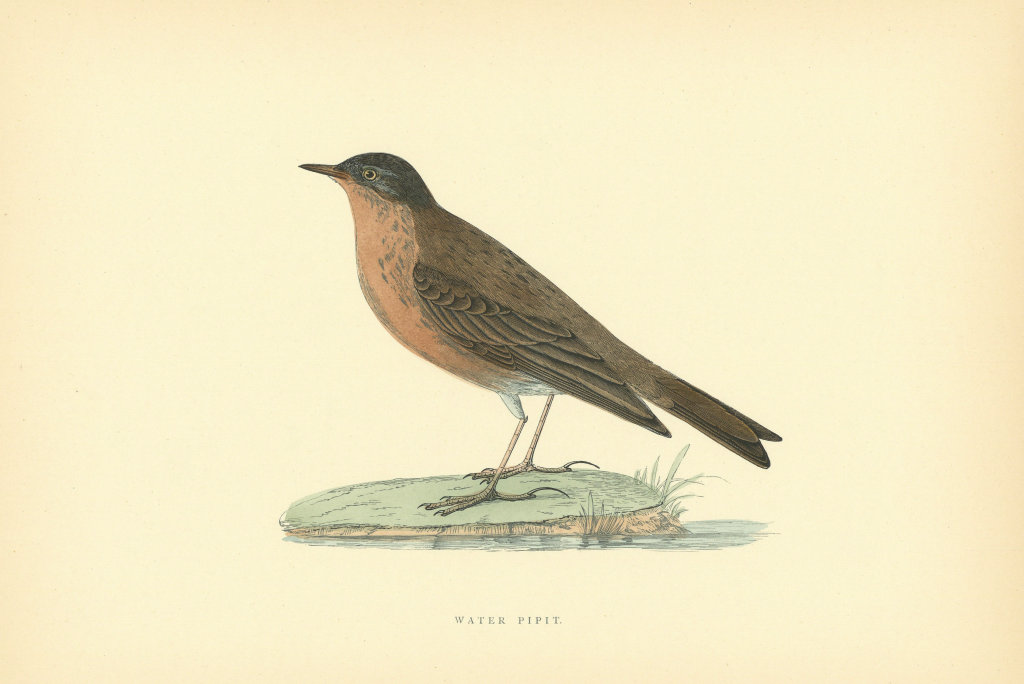 Water Pipit. Morris's British Birds. Antique colour print 1903 old