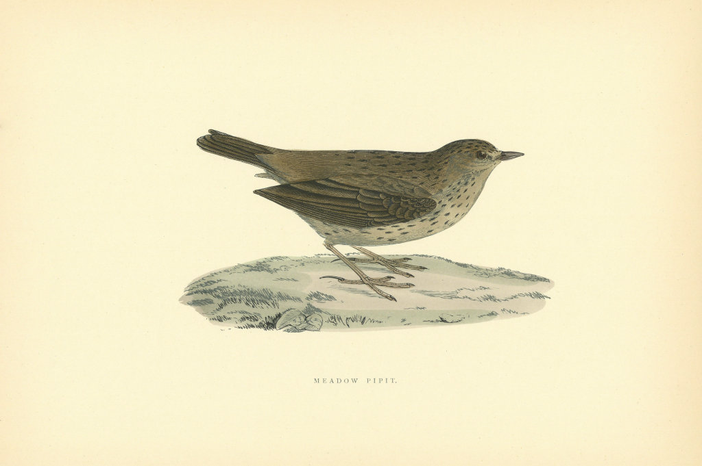 Meadow Pipit. Morris's British Birds. Antique colour print 1903 old