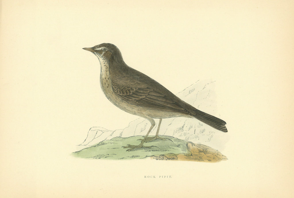 Rock Pipit. Morris's British Birds. Antique colour print 1903 old