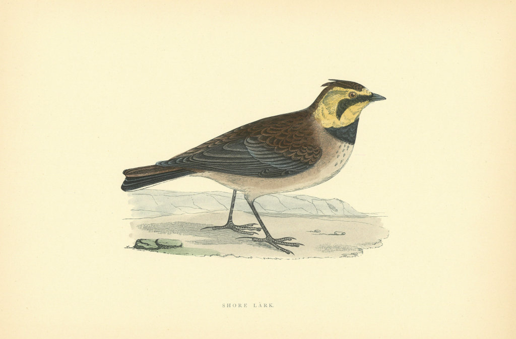 Shore Lark. Morris's British Birds. Antique colour print 1903 old