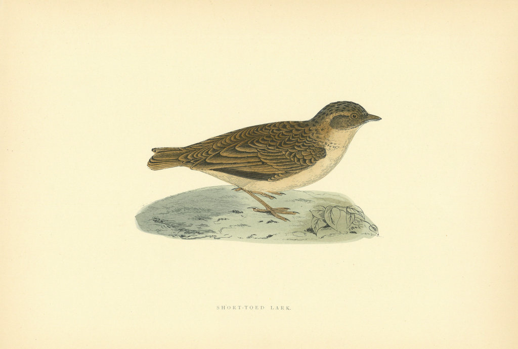 Associate Product Short-toed Lark. Morris's British Birds. Antique colour print 1903 old