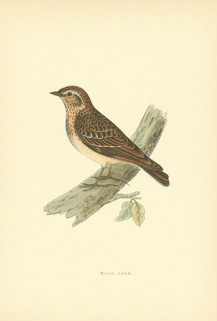 Wood Lark. Morris's British Birds. Antique colour print 1903 old