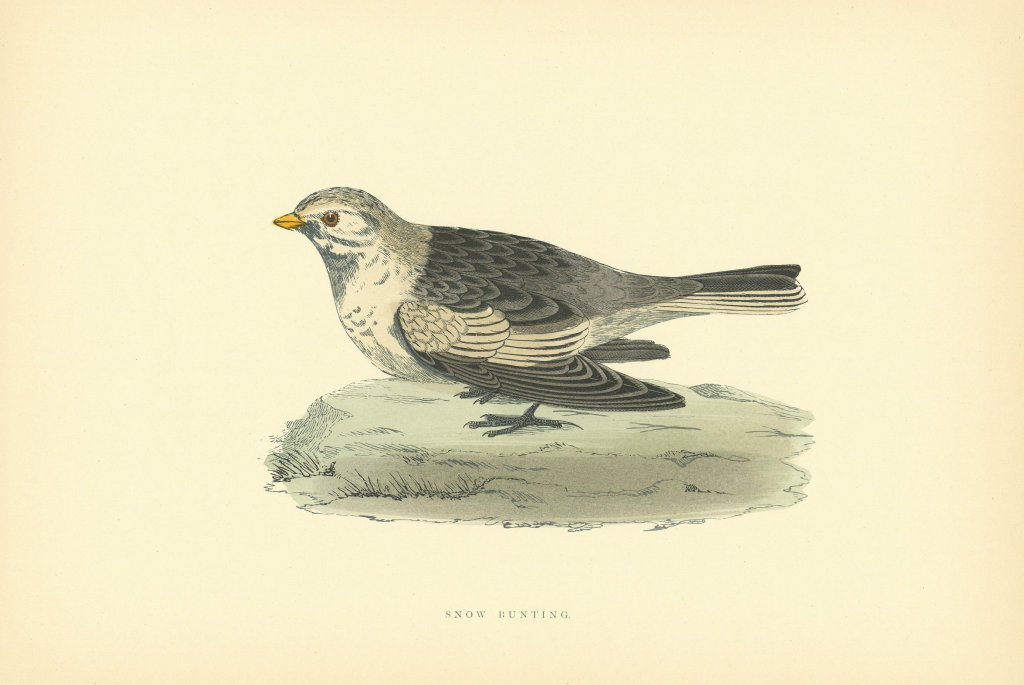 Snow Bunting. Morris's British Birds. Antique colour print 1903 old