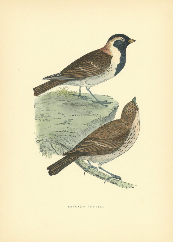 Lapland Bunting. Morris's British Birds. Antique colour print 1903 old