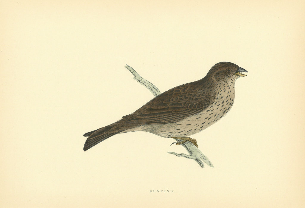 Bunting. Morris's British Birds. Antique colour print 1903 old