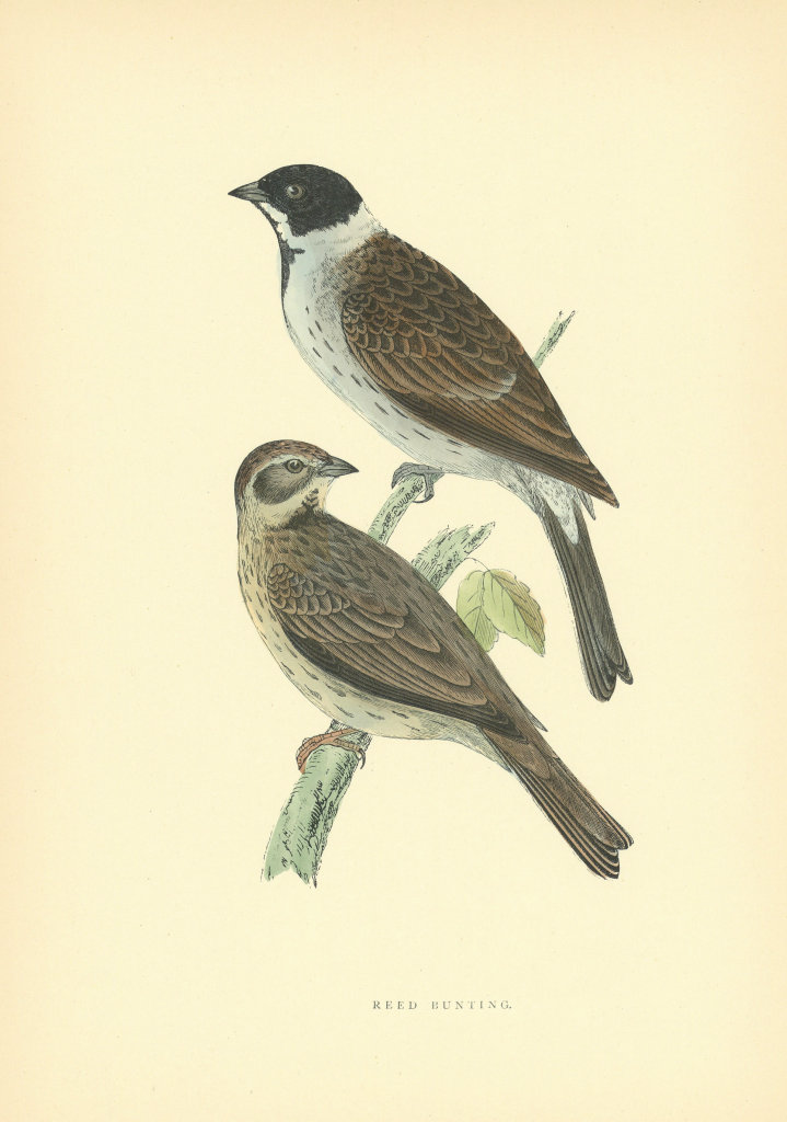 Reed Bunting. Morris's British Birds. Antique colour print 1903 old
