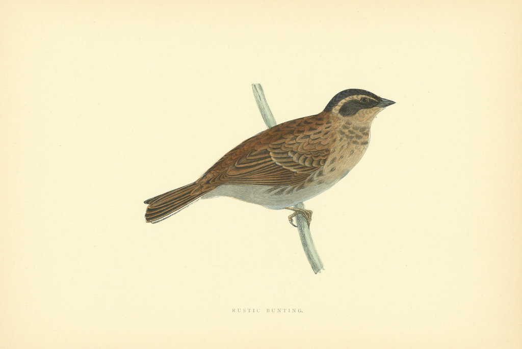 Rustic Bunting. Morris's British Birds. Antique colour print 1903 old