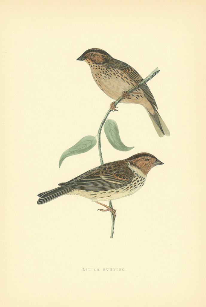 Little Bunting. Morris's British Birds. Antique colour print 1903 old