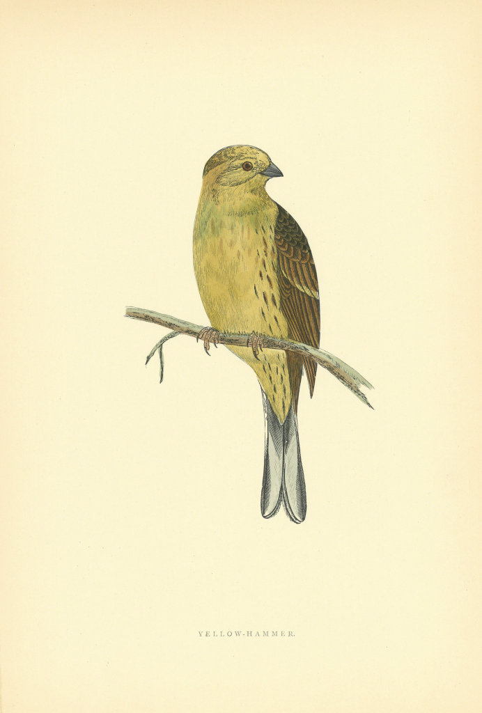 Associate Product Yellow-Hammer. Morris's British Birds. Antique colour print 1903 old