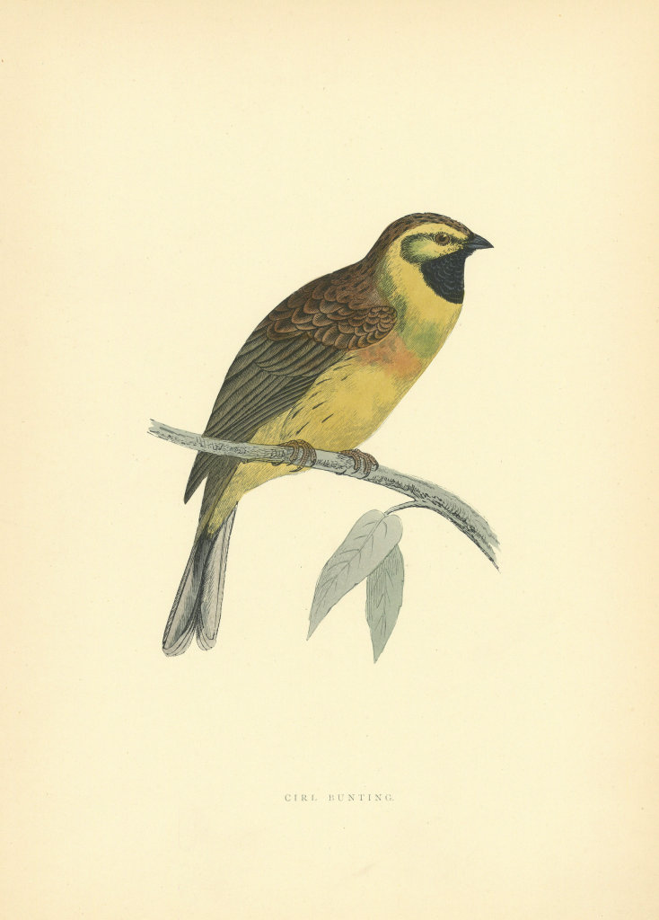 Cirl Bunting. Morris's British Birds. Antique colour print 1903 old