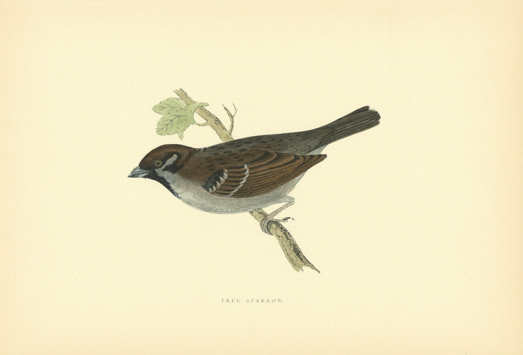 Tree Sparrow. Morris's British Birds. Antique colour print 1903 old