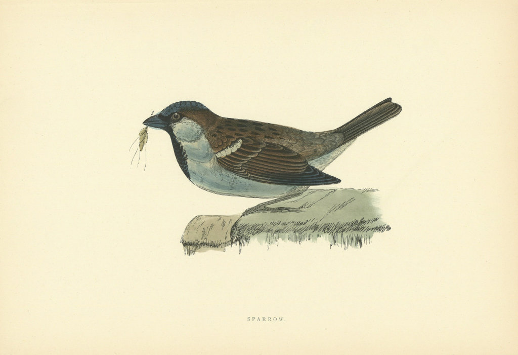 Sparrow. Morris's British Birds. Antique colour print 1903 old
