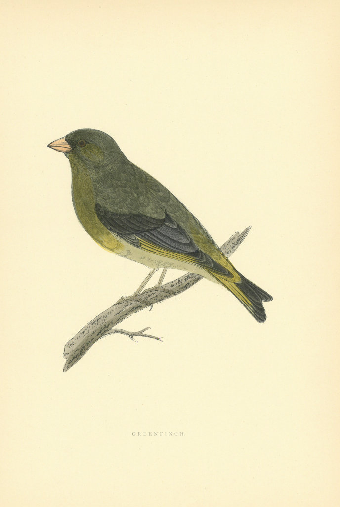 Greenfinch. Morris's British Birds. Antique colour print 1903 old