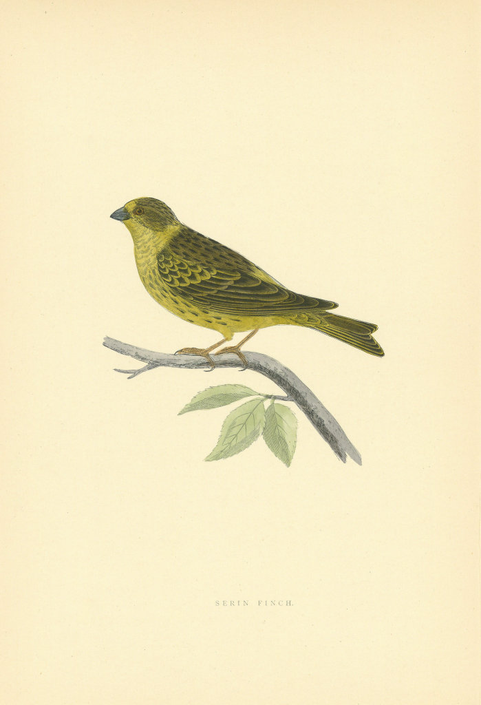 Serin Finch. Morris's British Birds. Antique colour print 1903 old