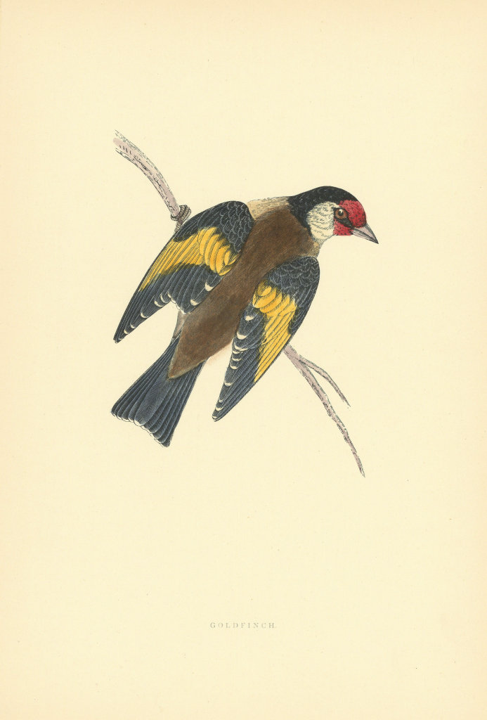 Goldfinch. Morris's British Birds. Antique colour print 1903