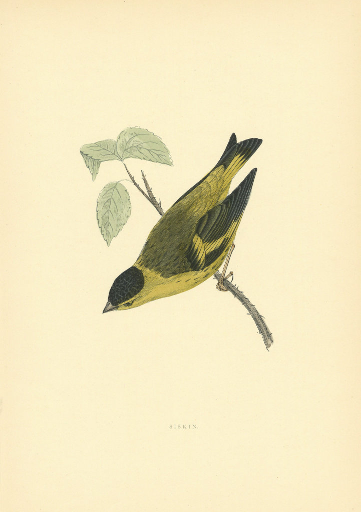 Siskin. Morris's British Birds. Antique colour print 1903 old