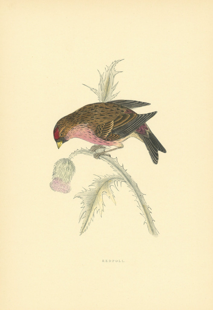 Redpoll. Morris's British Birds. Antique colour print 1903 old