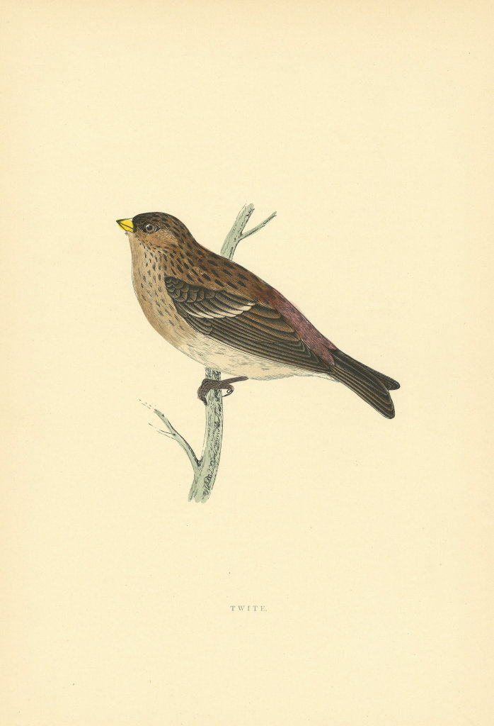 Twite. Morris's British Birds. Antique colour print 1903 old