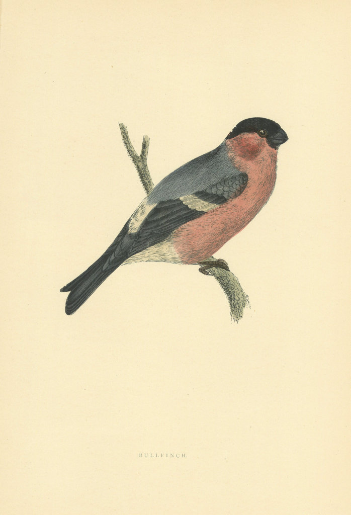 Bullfinch. Morris's British Birds. Antique colour print 1903 old