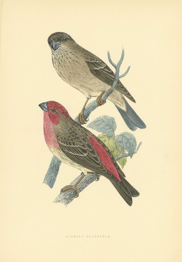 Scarlet Bullfinch. Morris's British Birds. Antique colour print 1903 old