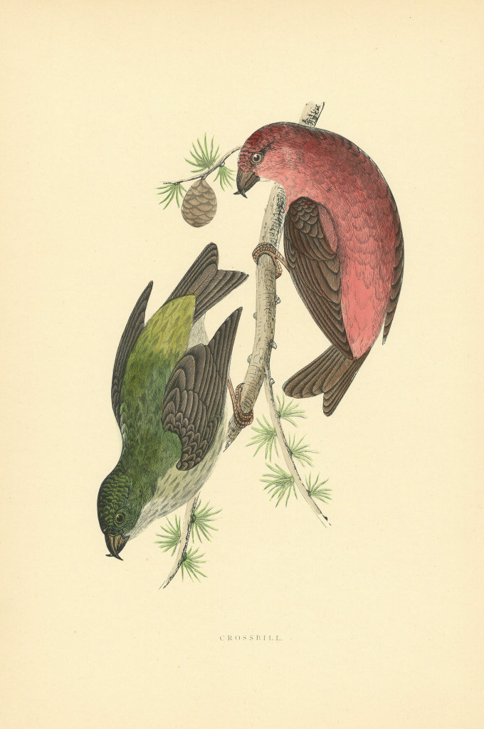 Associate Product Crossbill. Morris's British Birds. Antique colour print 1903 old
