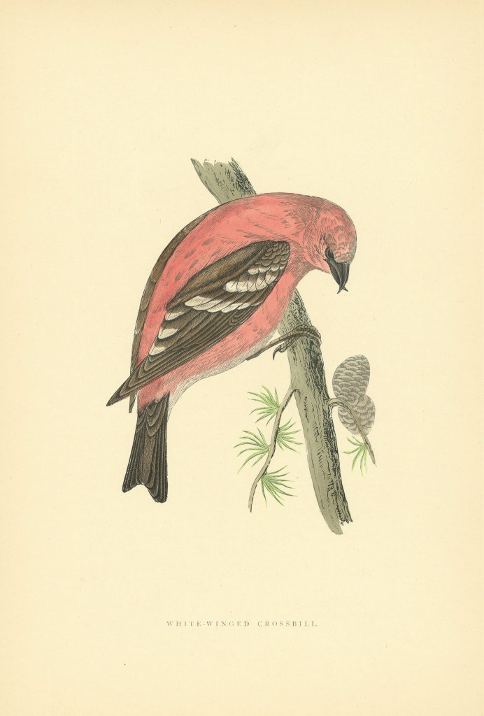 White-winged Crossbill. Morris's British Birds. Antique colour print 1903