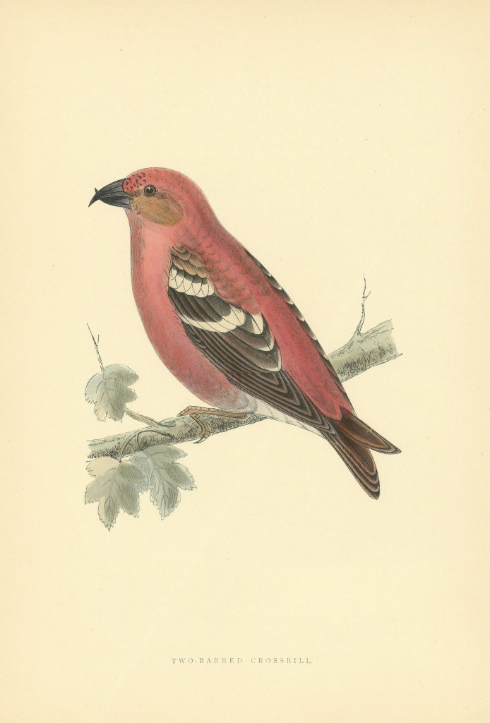 Two-barred Crossbill. Morris's British Birds. Antique colour print 1903