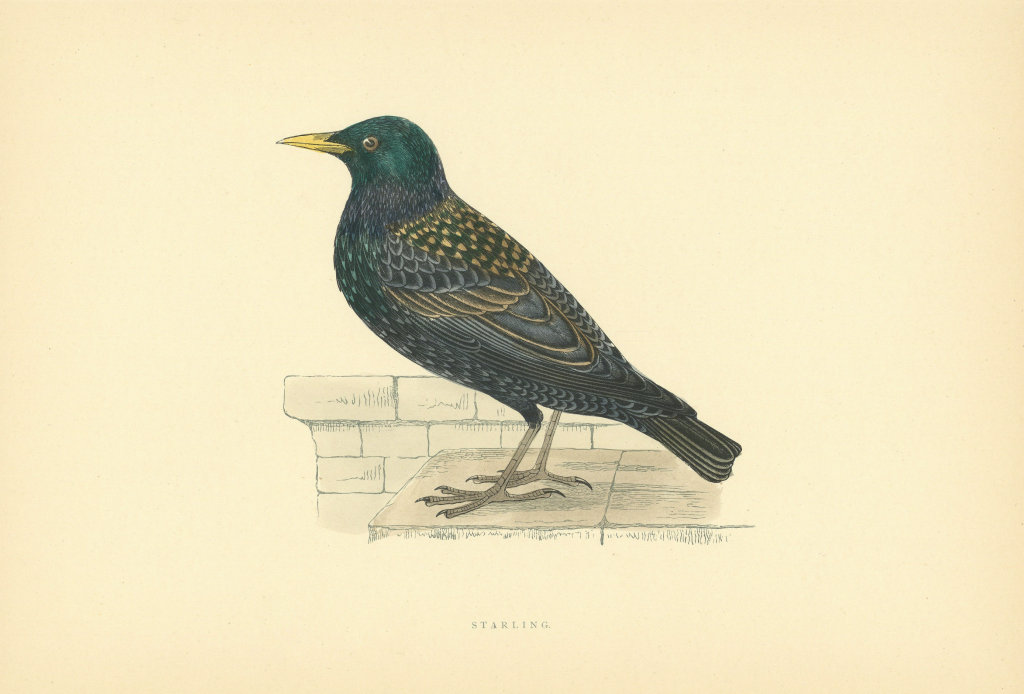 Starling. Morris's British Birds. Antique colour print 1903 old