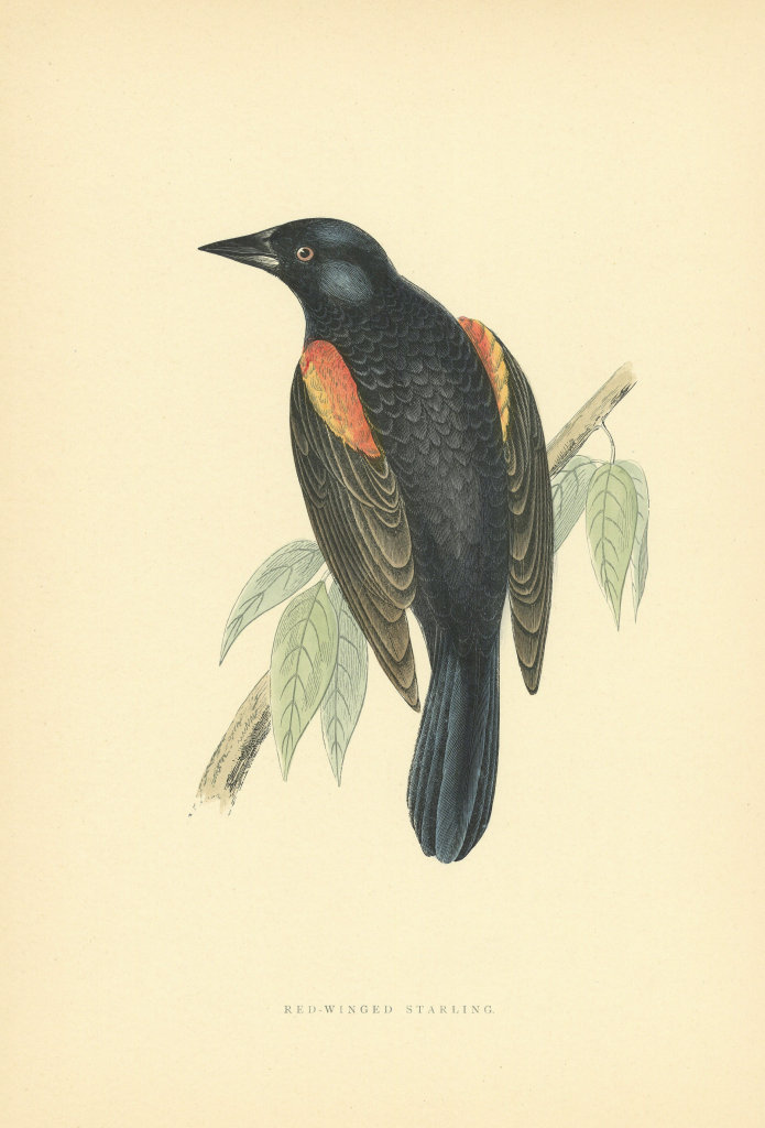 Red-winged Starling. Morris's British Birds. Antique colour print 1903