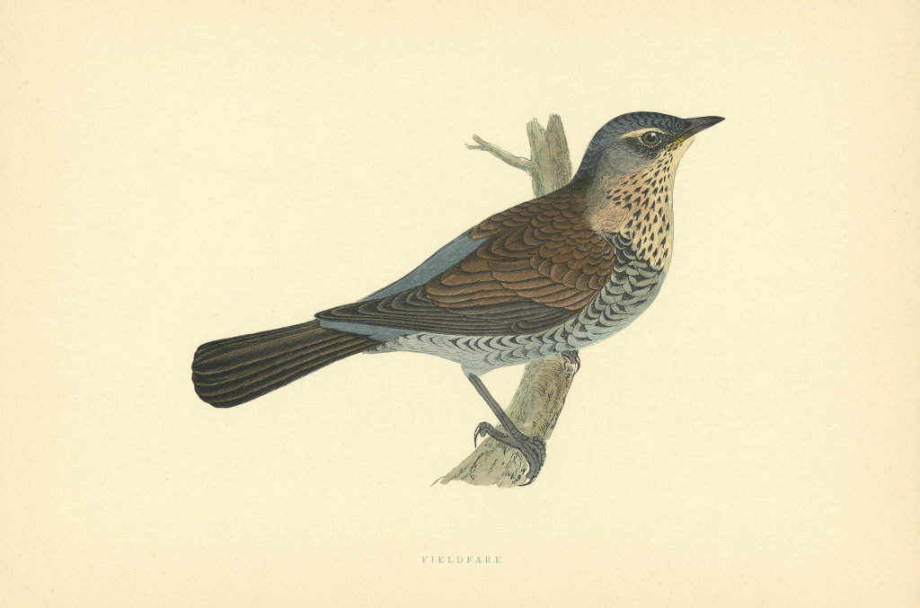 Associate Product Fieldfare. Morris's British Birds. Antique colour print 1903 old