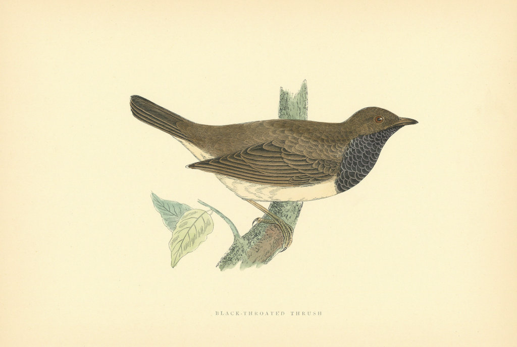 Black-throated Thrush. Morris's British Birds. Antique colour print 1903