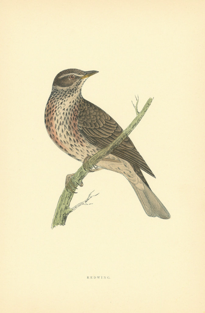 Redwing. Morris's British Birds. Antique colour print 1903 old