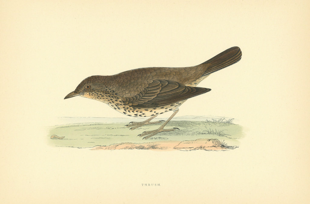Thrush. Morris's British Birds. Antique colour print 1903 old