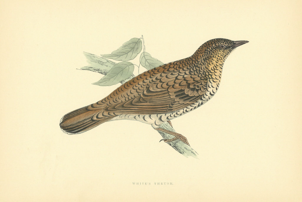 White's Thrush. Morris's British Birds. Antique colour print 1903 old