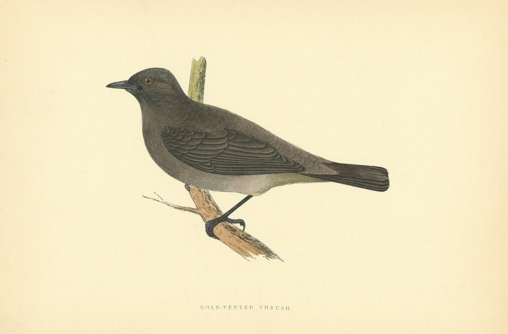 Associate Product Gold-Vented Thrush. Morris's British Birds. Antique colour print 1903