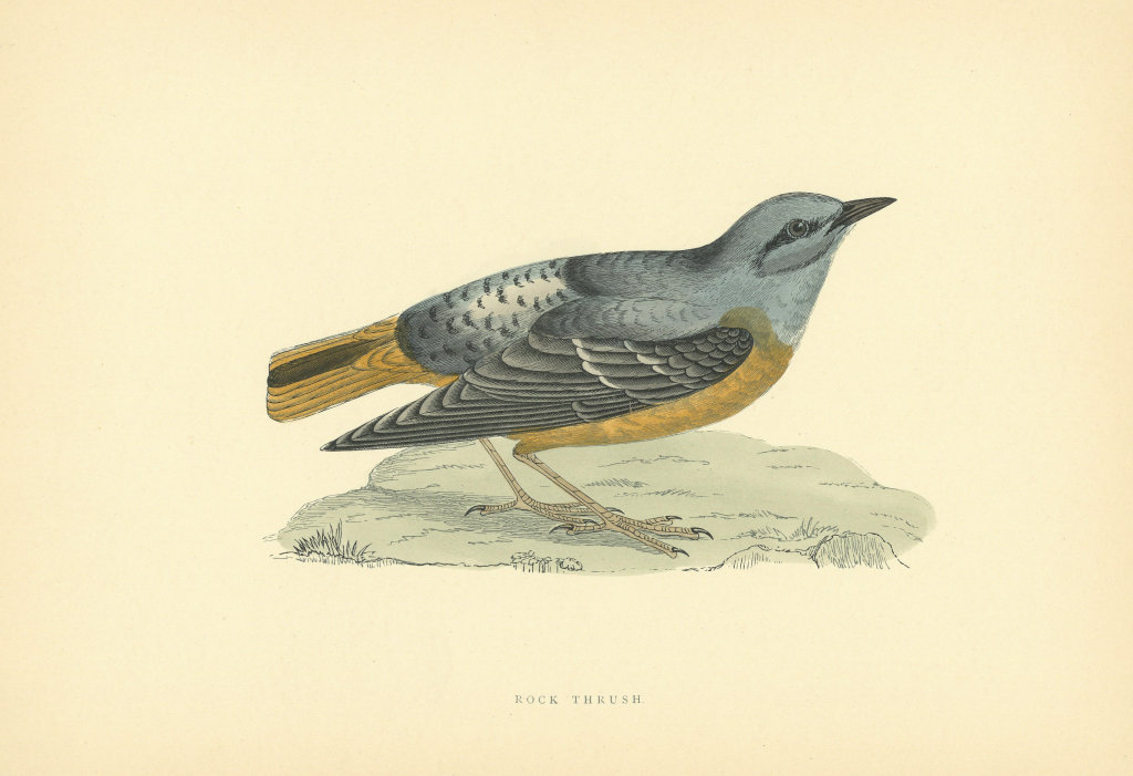Rock Thrush. Morris's British Birds. Antique colour print 1903 old